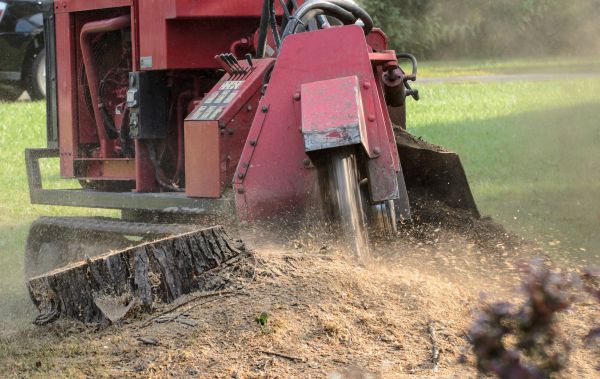 Charleston Tree Removal